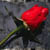 :iconcarlosandstef: