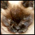 :iconcarmenritaflores: