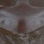 :iconcarnuscaedes: