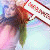 :iconcarolinaedicion: