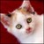 :iconcarolinelalive: