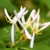 :iconcarpe-n0ctem:
