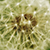 :iconcarrex: