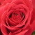 :iconcarriejeanne91:
