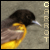 :iconcarrot-dreams: