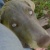 :iconcarrotofrabbitz: