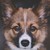 :iconcarsontheowl: