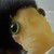 :iconcaruo-mj: