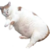 :iconcaseybat:
