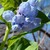 :iconcaseysmagnolia: