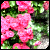 :iconcashville: