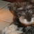 :iconcasperthedog4123:
