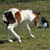 :iconcassandra--53: