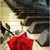 :iconcassandra-elaine: