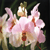 :iconcassandra-rt: