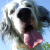 :iconcast-al-ia: