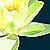 :iconcast1tat1s-l1l1um: