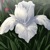 :iconcastlelilies: