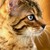 :iconcastratedmoose: