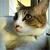 :iconcat-crazy: