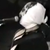:iconcat-fetus: