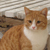 :iconcat-lover91:
