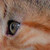 :iconcat-lovewolf-love412: