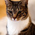 :iconcat-man1990: