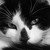 :iconcat-the-rat: