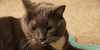 :iconcat-tongues: