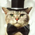 :iconcat-without-hat: