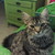 :iconcat20bc: