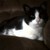 :iconcat49938: