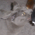 :iconcat50boy: