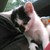 :iconcat710: