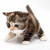 :iconcatacutetan10: