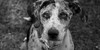 :iconcatahoulalovers: