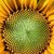 :iconcatalina-bast:
