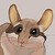 :iconcatalina4008: