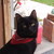 :iconcatbird618: