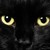 :iconcatblack13: