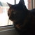 :iconcatcalledphoebe: