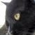 :iconcatcam: