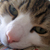 :iconcatchalongtail: