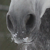 :iconcatcherinova: