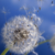 :iconcatchingwind: