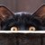 :iconcatdade: