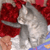 :iconcatdelulu: