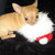 :iconcateygirl: