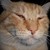 :iconcatface-plz: